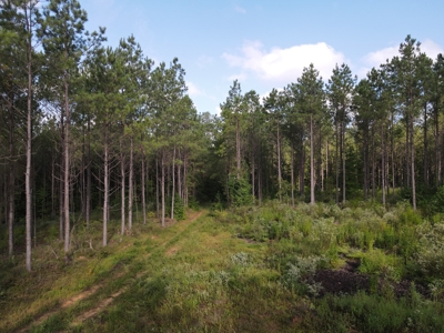 River Frontage on the Antoine River in Clark County, AR - image 11
