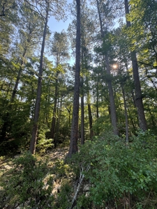 River Frontage on the Antoine River in Clark County, AR - image 3