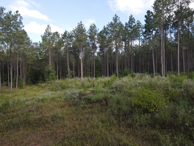 River Frontage on the Antoine River in Clark County, AR - image 42