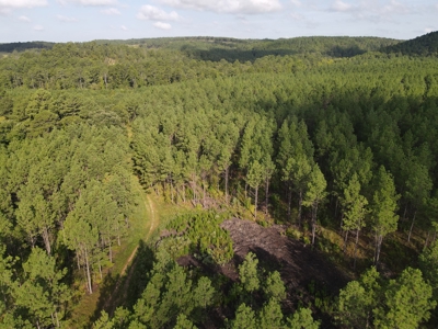River Frontage on the Antoine River in Clark County, AR - image 13