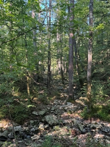River Frontage on the Antoine River in Clark County, AR - image 5