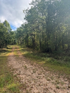 River Frontage on the Antoine River in Clark County, AR - image 8