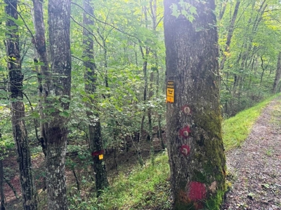 Hunting Land For Sale In Wythe County VA - image 4