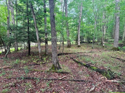 Hunting Land For Sale In Wythe County VA - image 18