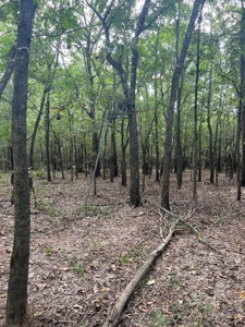 Hunting Property - image 4