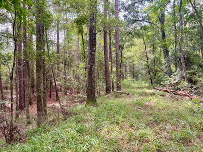 202ac Riverfront Hunting Land for Sale South Alabama - image 7