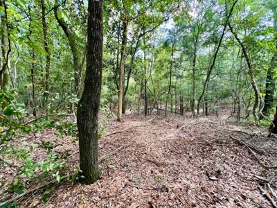 202ac Riverfront Hunting Land for Sale South Alabama - image 20