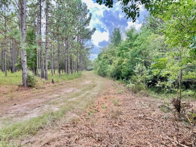 202ac Riverfront Hunting Land for Sale South Alabama - image 15