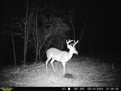 202ac Riverfront Hunting Land for Sale South Alabama - image 48