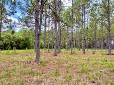202ac Riverfront Hunting Land for Sale South Alabama - image 23