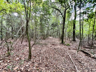 202ac Riverfront Hunting Land for Sale South Alabama - image 17