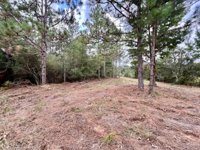 202ac Riverfront Hunting Land for Sale South Alabama - image 43