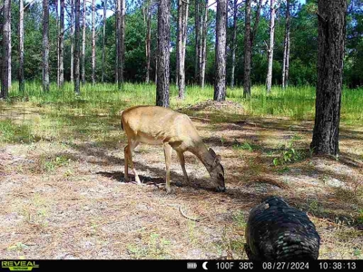 202ac Riverfront Hunting Land for Sale South Alabama - image 38
