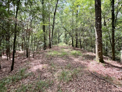 202ac Riverfront Hunting Land for Sale South Alabama - image 13