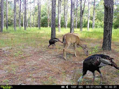 202ac Riverfront Hunting Land for Sale South Alabama - image 4