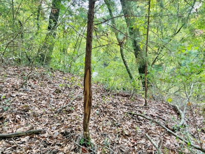 202ac Riverfront Hunting Land for Sale South Alabama - image 9
