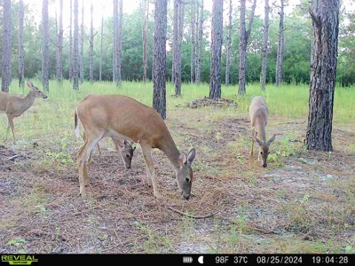 202ac Riverfront Hunting Land for Sale South Alabama - image 27