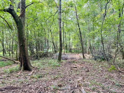 202ac Riverfront Hunting Land for Sale South Alabama - image 18
