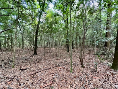 202ac Riverfront Hunting Land for Sale South Alabama - image 32