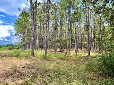 202ac Riverfront Hunting Land for Sale South Alabama - image 10