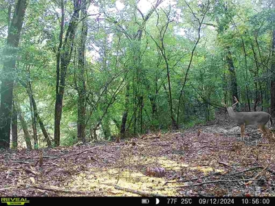 202ac Riverfront Hunting Land for Sale South Alabama - image 49