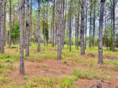 202ac Riverfront Hunting Land for Sale South Alabama - image 6