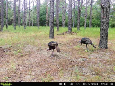 202ac Riverfront Hunting Land for Sale South Alabama - image 28