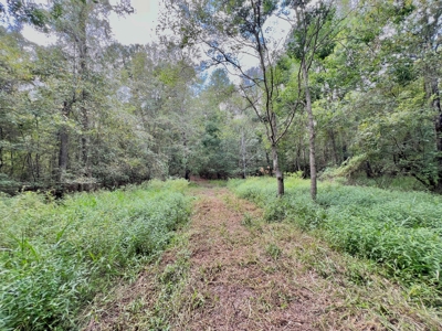 202ac Riverfront Hunting Land for Sale South Alabama - image 16