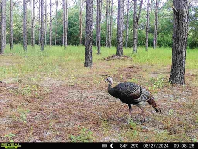 202ac Riverfront Hunting Land for Sale South Alabama - image 37