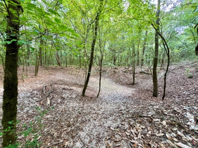 202ac Riverfront Hunting Land for Sale South Alabama - image 5