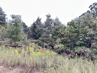 Residential Building lots for sale Ash Flat, AR - image 3