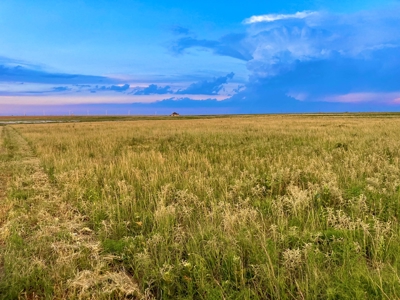 Wildorado Texas Land for Sale, Acreage in Deaf Smith County - image 3