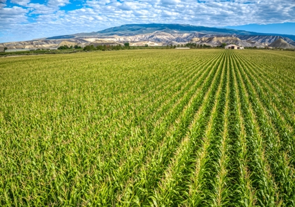 Farm For Sale in Colorado, Jennifer. Thomas and Deanna Mautz - image 17