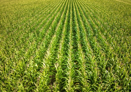 Farm For Sale in Colorado, Jennifer. Thomas and Deanna Mautz - image 16