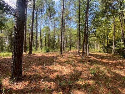 Recreational and Investment tract - image 6