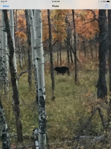 Northern New Mexico Big Game Hunting Ranch For Sale, Chama - image 32