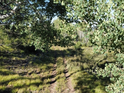 Northern New Mexico Big Game Hunting Ranch For Sale, Chama - image 17