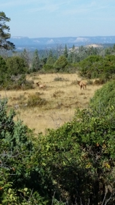 Northern New Mexico Big Game Hunting Ranch For Sale, Chama - image 31