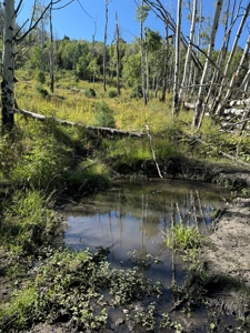 Northern New Mexico Big Game Hunting Ranch For Sale, Chama - image 26