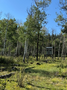 Northern New Mexico Big Game Hunting Ranch For Sale, Chama - image 10