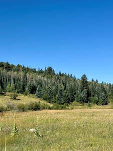 Northern New Mexico Big Game Hunting Ranch For Sale, Chama - image 5