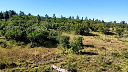 Northern New Mexico Big Game Hunting Ranch For Sale, Chama - image 13