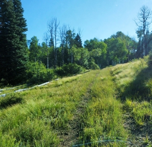 Northern New Mexico Big Game Hunting Ranch For Sale, Chama - image 16