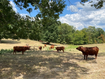 Farm For Sale In Tn, Acreage, Large Home, Shop, Barn, & Pond - image 4