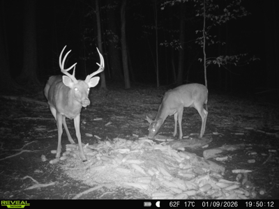 Hunting, Creeks, Marketable Timber, Tralls, Cabin Sites - image 38