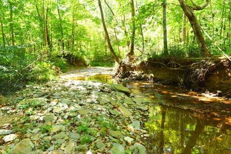 Hunting, Creeks, Marketable Timber, Tralls, Cabin Sites - image 21