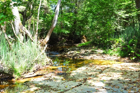 Hunting, Creeks, Marketable Timber, Tralls, Cabin Sites - image 20