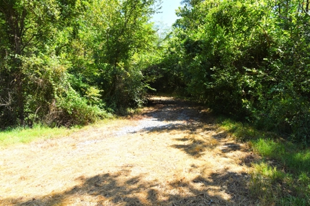 Hunting, Creeks, Marketable Timber, Tralls, Cabin Sites - image 9