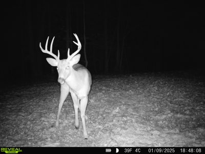 Hunting, Creeks, Marketable Timber, Tralls, Cabin Sites - image 43