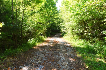 Hunting, Creeks, Marketable Timber, Tralls, Cabin Sites - image 9